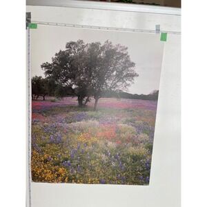 Richard Stockton Wildflowers Oak Tree Landscape Photo Print 16x20 Impact Images